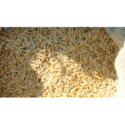 Cascara de arroz 5 litros
