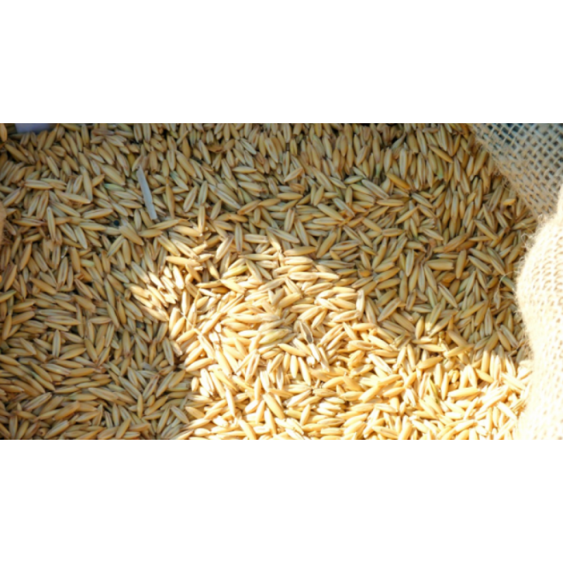 Cascara de arroz 5 litros Cascara de arroz 5 litros