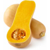 Semilla calabacín 20 gramos