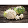 Semilla coliflor 1 gramo