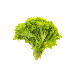 Semilla lechuga crespa 10 gramos