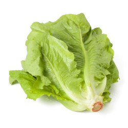 Semilla lechuga manteca 10 gramos