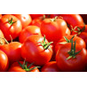 Semilla tomate 5 gramos
