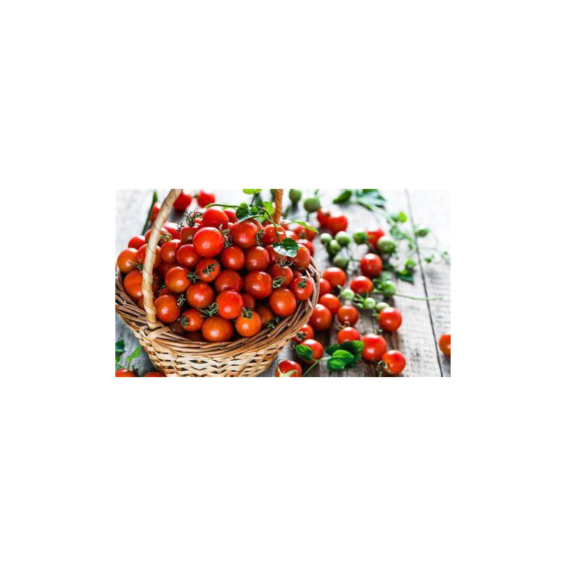 Semilla tomate Cherry 5 gramos
