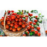 Semilla tomate Cherry 5 gramos