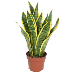 Planta espada de San Jorge