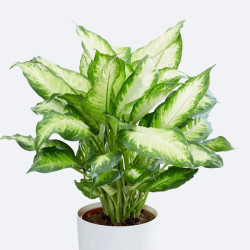 Planta Dieffembachia Camila