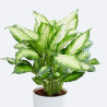 Planta Dieffembachia Camila