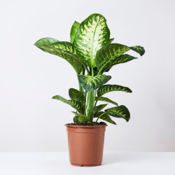 Planta Dieffembachia Tropic