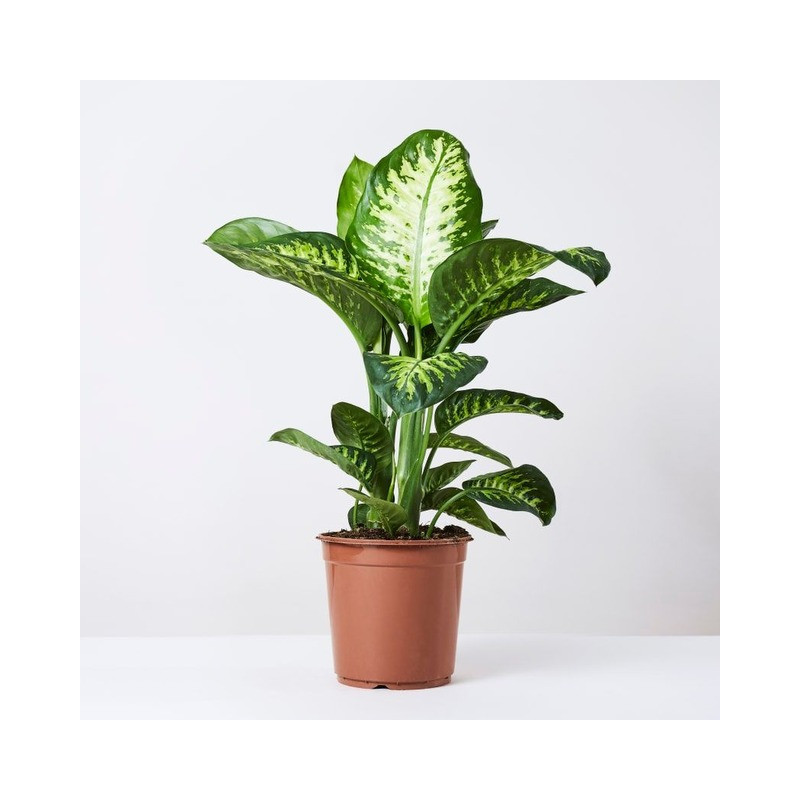 Planta Dieffembachia Tropic Planta Dieffembachia Tropic