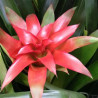 Planta Bromelia Guzmania