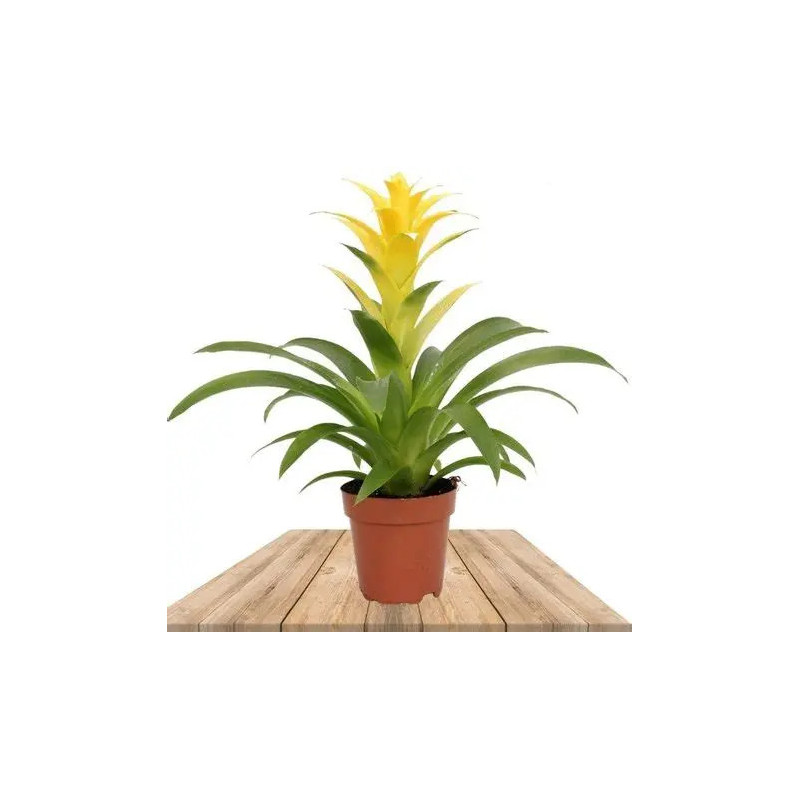 Planta Bromelia Guzmania