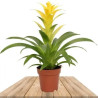 Planta Bromelia Guzmania