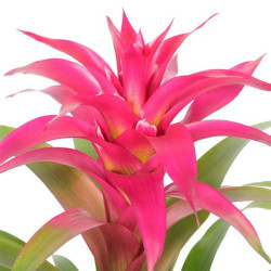 Planta Bromelia Guzmania