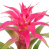 Planta Bromelia Guzmania