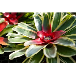 Planta Bromelia Neoregelia
