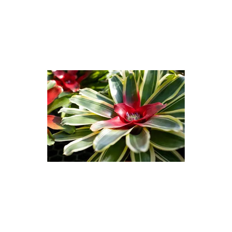 Planta Bromelia Neoregelia