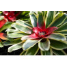 Planta Bromelia Neoregelia