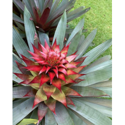 Planta Bromelia Imperial