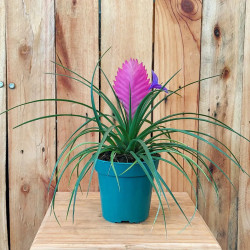Planta Bromelia Tillandsia
