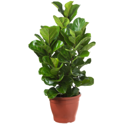 Planta Ficus Lirata