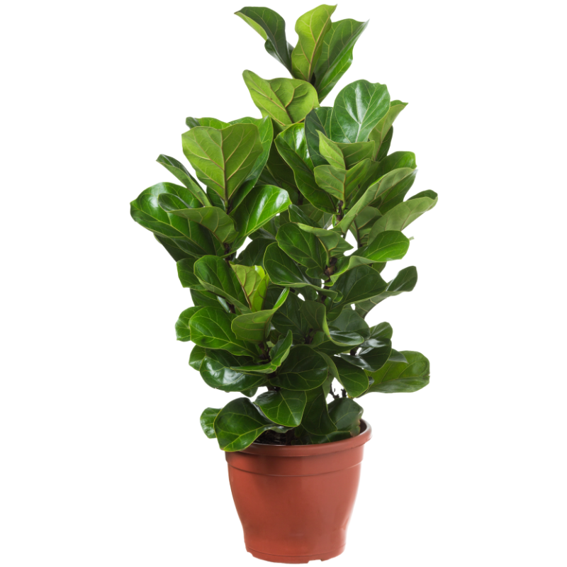 Planta Ficus Lirata Planta Ficus Lirata