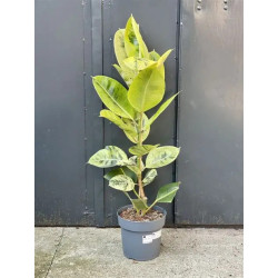 Planta Ficus elástica Moonshine
