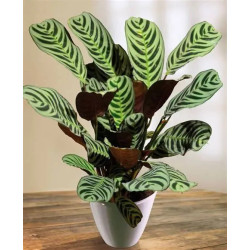 Planta Calathea