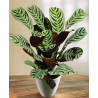 Planta Calathea