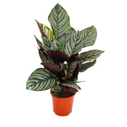 Planta Calathea