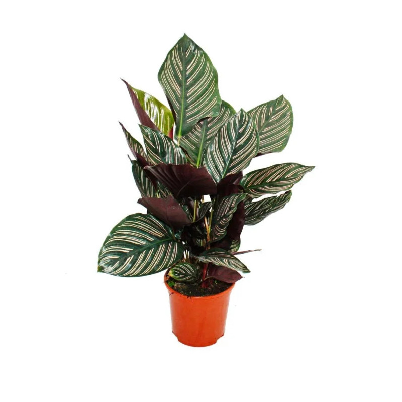 Planta Calathea Planta Calathea