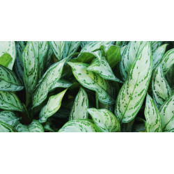 Planta Aglonema