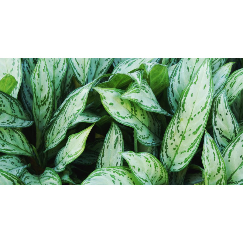 Planta Aglonema