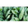 Planta Aglonema