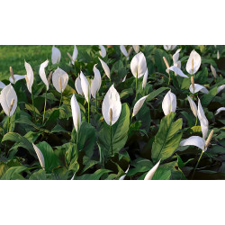 Planta Spathiphyllum