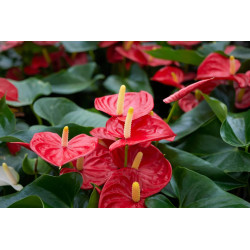 Planta Anthurium