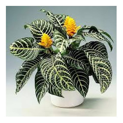 Planta Aphelandra