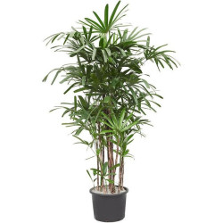 Planta Raphis