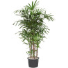 Planta Raphis