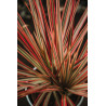 Planta Drácena tricolor