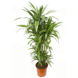 Planta Dracéna Anita