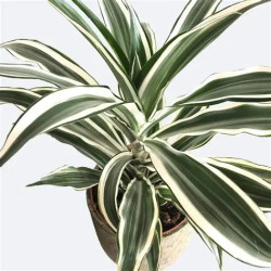 Planta Drácena deremensis