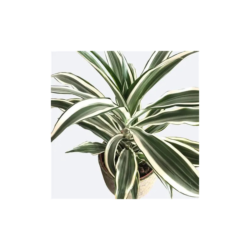 Planta Drácena deremensis Planta Drácena deremensis