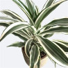 Planta Drácena deremensis