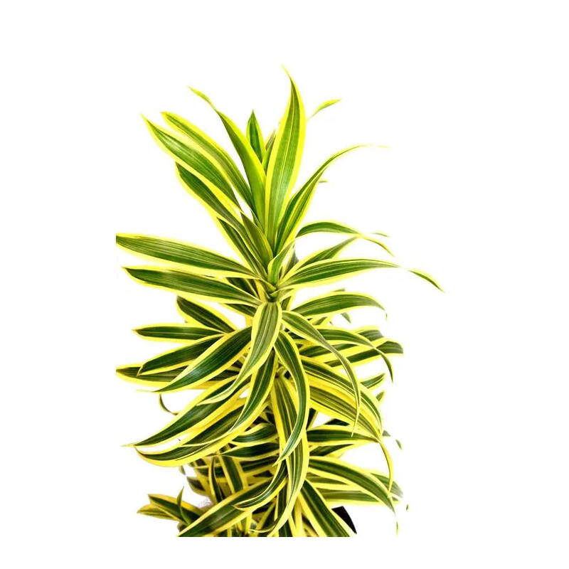 Planta Drácena reflexa