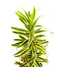 Planta Drácena reflexa