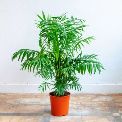 Planta chamaedorea