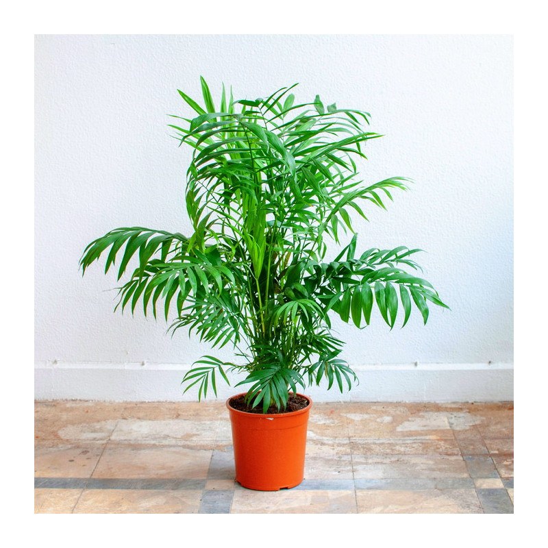 Planta chamaedorea Planta chamaedorea
