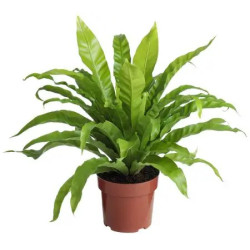 Planta asplenium liso