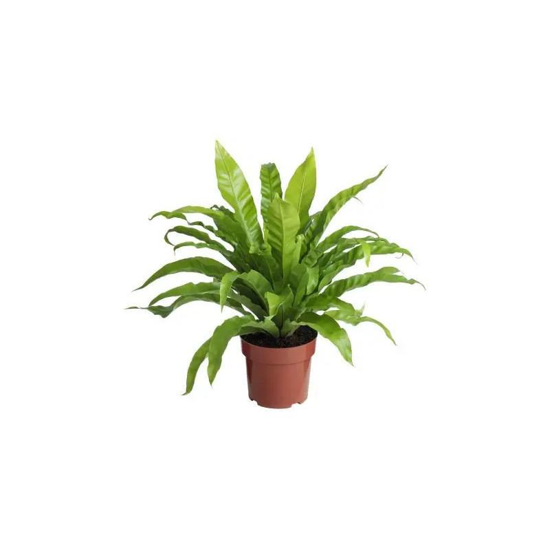 Planta asplenium liso Planta asplenium liso
